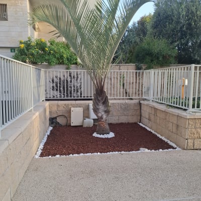 עץ דקל נטוע בגינה עם אבנים לבנות ואדמה חומה