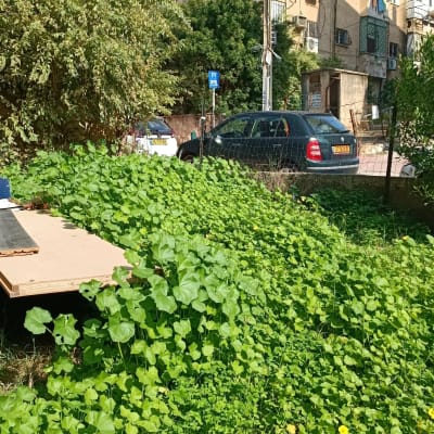 צמחייה ירוקה צפופה ליד שולחן עץ בגינה