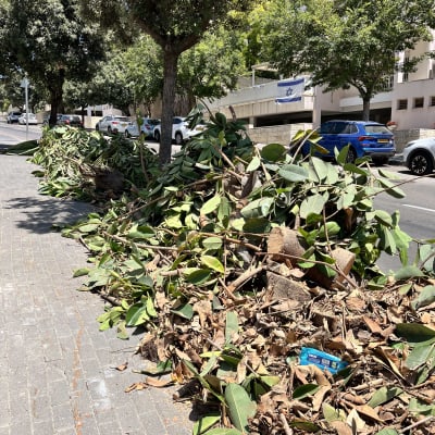 ערימת ענפים וגזם על המדרכה ליד עצים