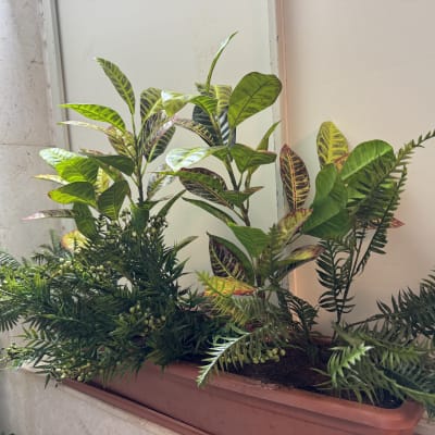 עציצים ירוקים במיכל פלסטיק על אדן חלון