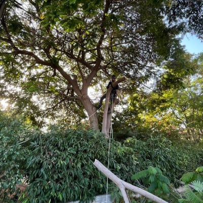 אדם גוזם עץ עם חבלים וסולם