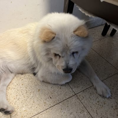 כלב לבן שוכב על רצפה, נראה רגוע