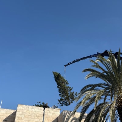 עץ מונף על ידי מנוף ליד בניין