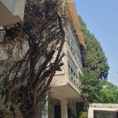 עץ גדול לפני גיזום ליד בניין מגורים