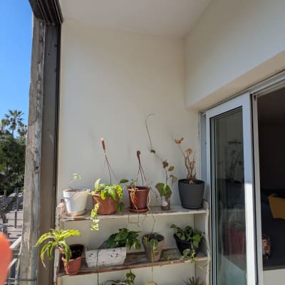 מדף עם עציצים במרפסת מוארת בשמש