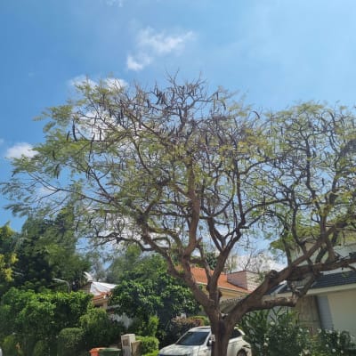 עץ עם ענפים דלילים בשמיים בהירים