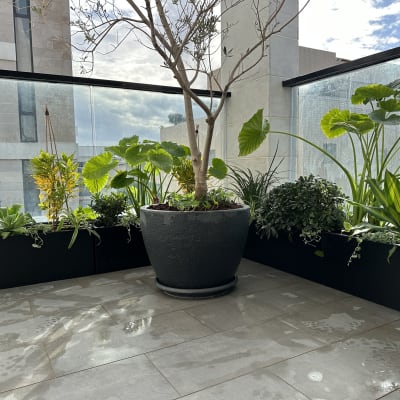 עציצים עם צמחים ירוקים במרפסת