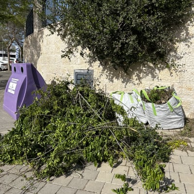 ערימת גזם ליד קיר אבן ועץ ירוק