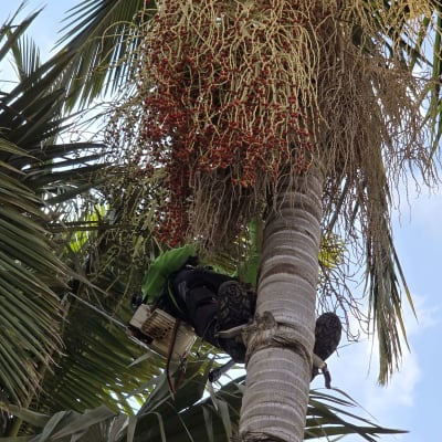 אדם מטפס על עץ דקל לגיזום ענפים