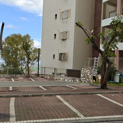 עצים גזומים ליד בניין מגורים