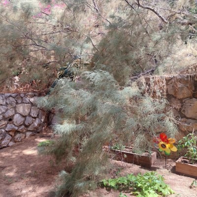 עץ עם ענפים צפופים הדורשים גיזום בגינה