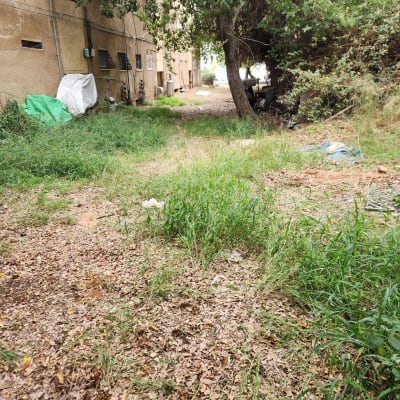 שטח עם עשבים ועצים ליד בניין