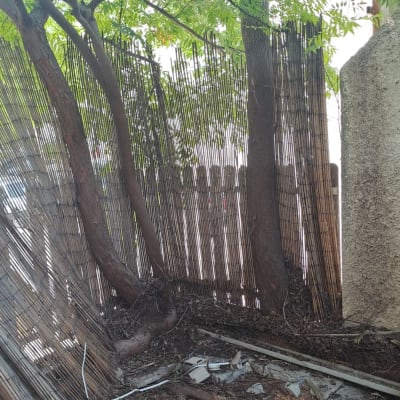 עץ עם ענפים, גדר וכלי גיזום על הקרקע