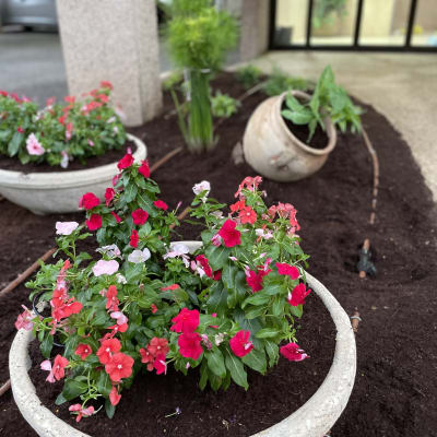 עציצים עם פרחים צבעוניים באדמה טרייה בגינה