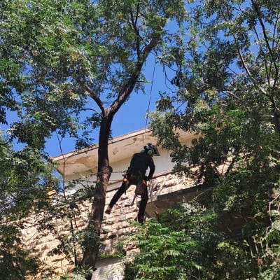 אדם גוזם עץ עם מסור חשמלי על גג בית