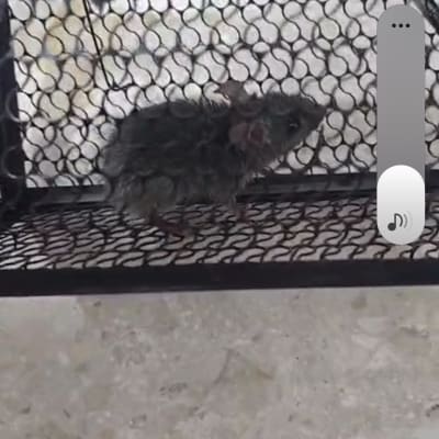 עכבר לכוד במלכודת רשת על רצפה