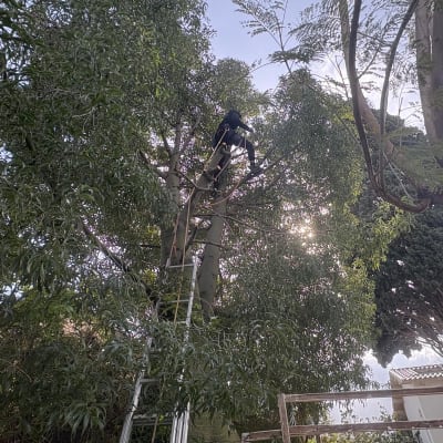 אדם על סולם גוזם עץ גבוה