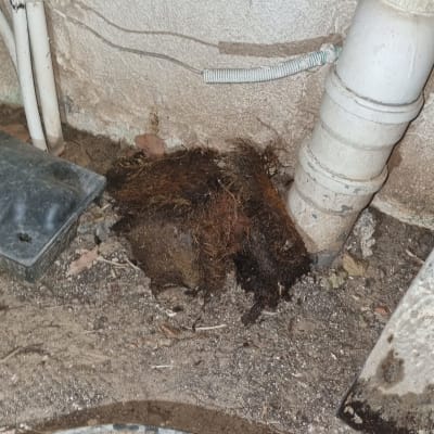 שורשים סתומים בצינור ביוב ליד קיר