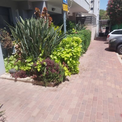 גינה עם צמחים ירוקים ופרחים צבעוניים לצד שביל מרוצף