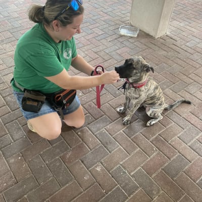 אישה מאמנת כלב עם רצועה אדומה