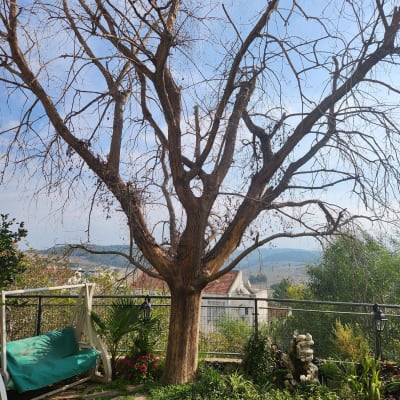 עץ עם ענפים גזומים בחצר