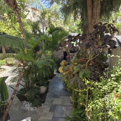 שביל גינה עם צמחים ועצים ירוקים