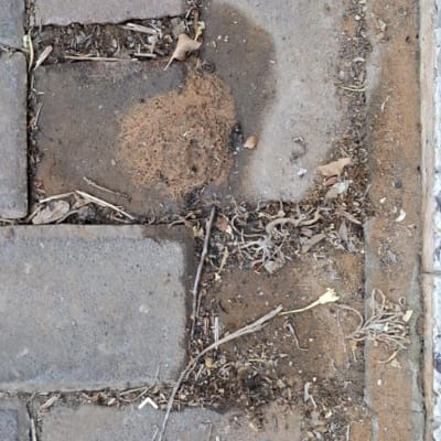 אבנים משתלבות עם לכלוך וכתם רטוב