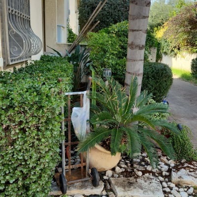 עציץ גדול עם צמח ירוק, עגלת גינה, שביל אבנים