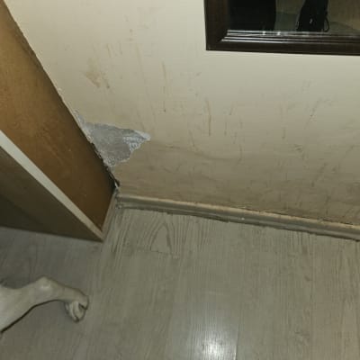 קיר עם נזק וקרע בצבע, רגל של כלב נראית בתמונה