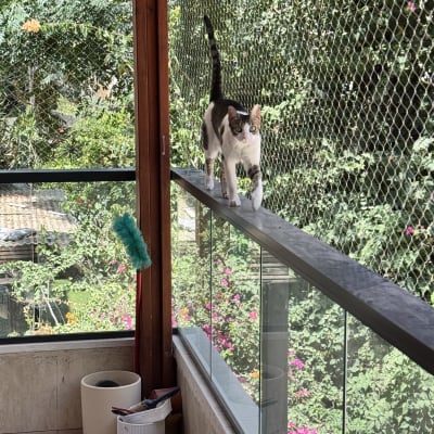 חתול הולך על מעקה עם רשת למניעת כניסת יונים