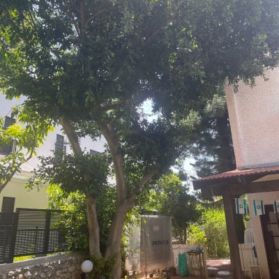 עץ גדול עם ענפים עבים וירוקים