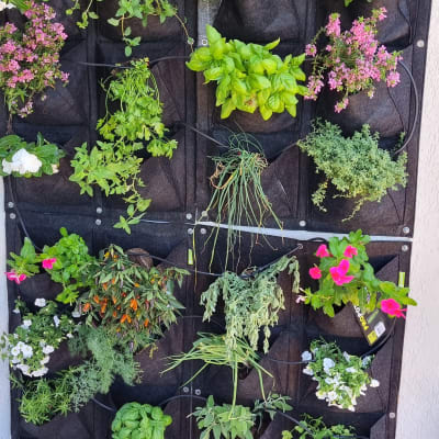 קיר עם עציצים תלויים, צמחים ופרחים שונים