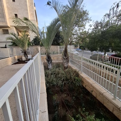 גינה עם עצי דקל וצמחייה מגודרת