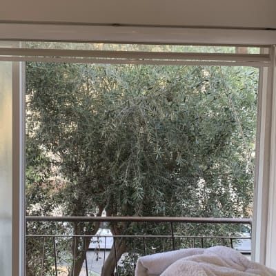 עץ זית מחוץ לחלון ללא כלי גיזום נראים