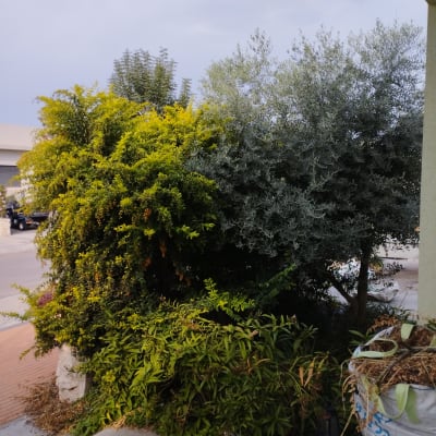 שיחים ועצים בגינה עם שקי גזם