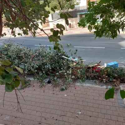 ענפי עצים גזומים מונחים על המדרכה ליד הכביש