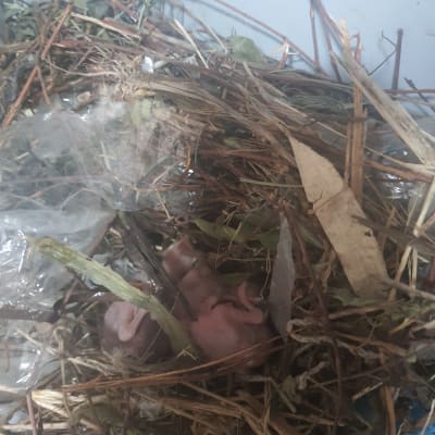 גוזלים בקן עשוי מענפים ופלסטיק