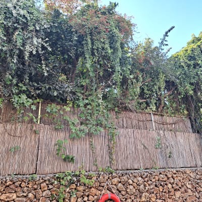 גדר במבוק עם צמחים מטפסים וירק צפוף