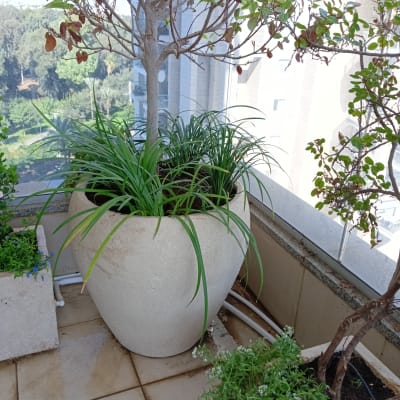 עציצים עם צמחים ירוקים במרפסת