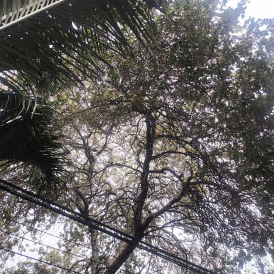 עץ עם עלים וענפים, מבט מלמטה