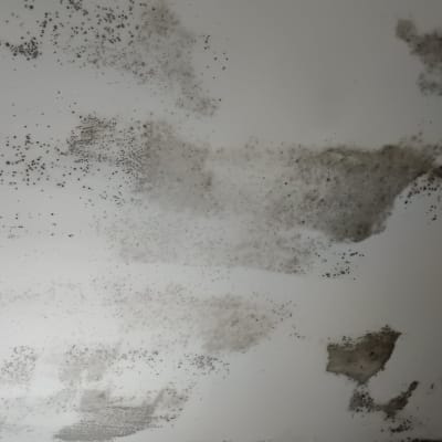 כתמי עובש על קיר לבן