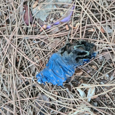 חוט חשמל שרוף עם בידוד כחול על הקרקע