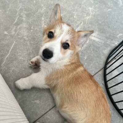 כלב שוכב על רצפה אפורה, מביט למצלמה