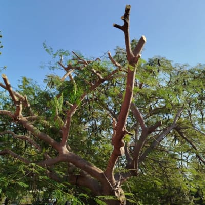 עץ גזום עם ענפים חתוכים בשמיים כחולים