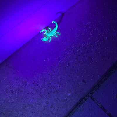 עקרב זוהר תחת אור אולטרה סגול על רצפה