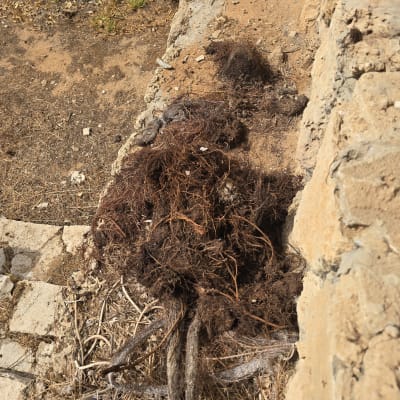 גוש שורשים עב כרס שהוצא מצנרת ביוב לאחר חיתוך שורשים