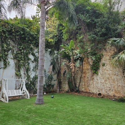 עץ דקל עם ענפים גזומים בגינה