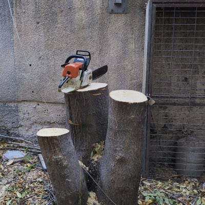 מסור שרשרת על גזעי עצים חתוכים, עלים מפוזרים סביב