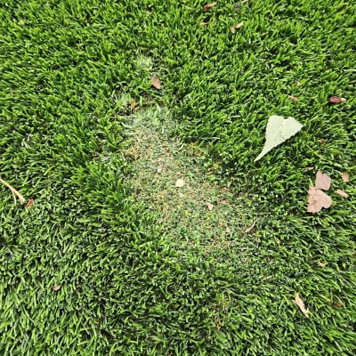 דשא עם עלים יבשים וכתם קטן