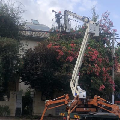 אדם גוזם ענפים במנוף מעל שיחים פורחים